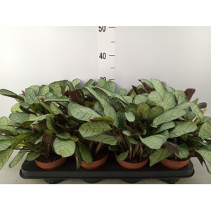 Ctenanthe burle-marxii 'Amagris'