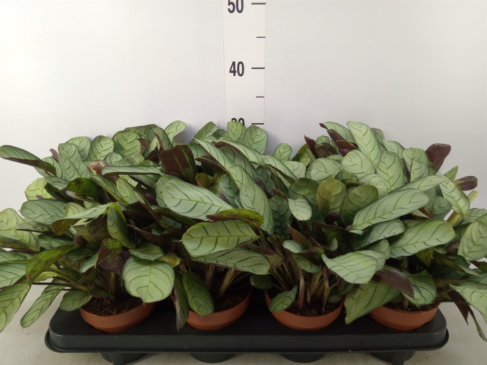 <h4>Ctenanthe burle-marxii 'Amagris'</h4>