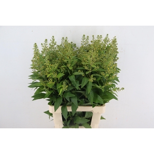 LYSIM VULGARIS