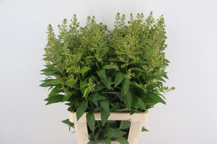 <h4>LYSIM VULGARIS</h4>