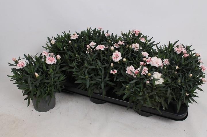 arr8 Dian Osc White Red