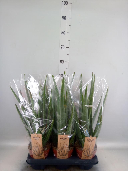 <h4>Aloe vera</h4>