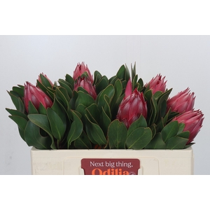 Protea Cynaroides Madiba