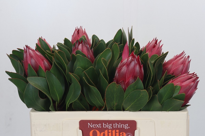 Protea Cynaroides Madiba