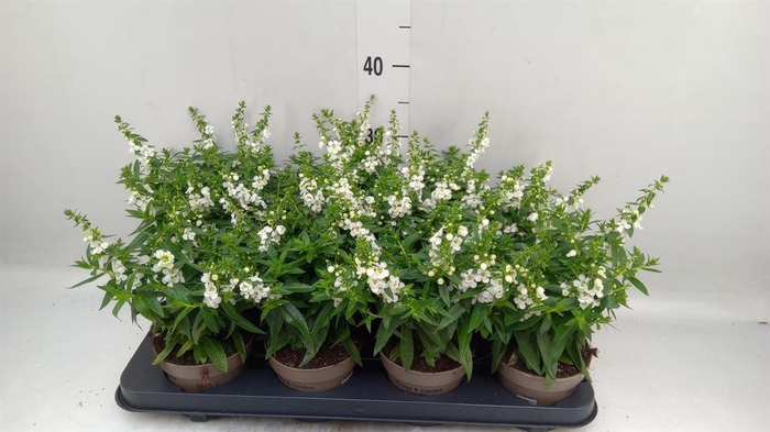 <h4>Angelonia  'Serena White'</h4>