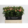 Paeonia Coral Charm