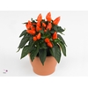 Capsicum Sombrero Mambo Oranje 12cm