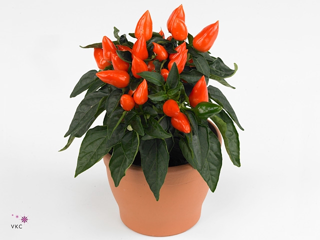 Capsicum Sombrero Mambo Oranje 12cm