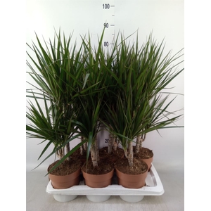 Dracaena marg.