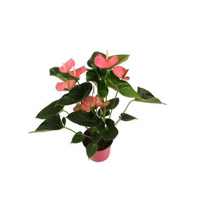 Anthurium XL.54 Paris Pink 14cm