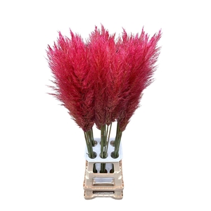 Cortaderia Opgetrokken Rood Stem