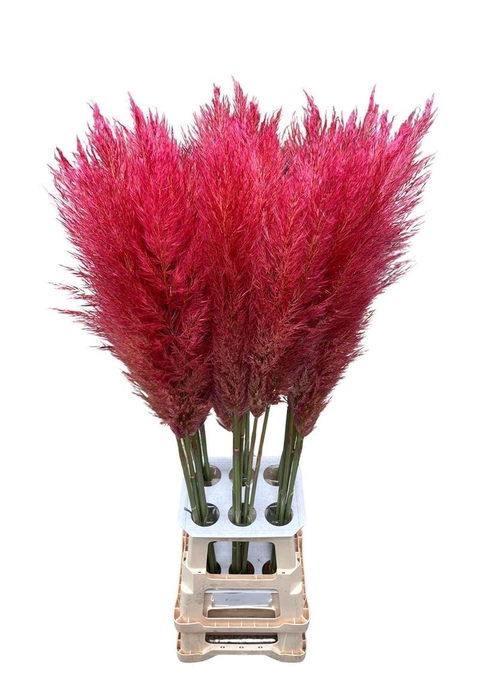 <h4>Cortaderia Opgetrokken Rood Stem</h4>