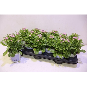 arr8 Myos Sy Mon Ami Pink