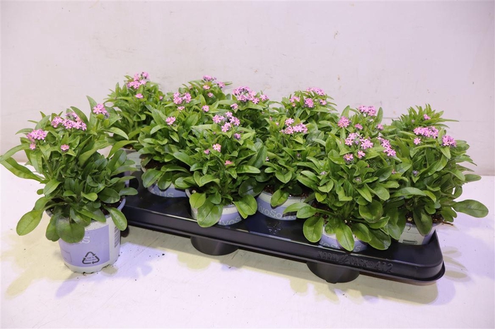 <h4>arr8 Myos Sy Mon Ami Pink</h4>