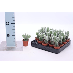 OPUNTIA