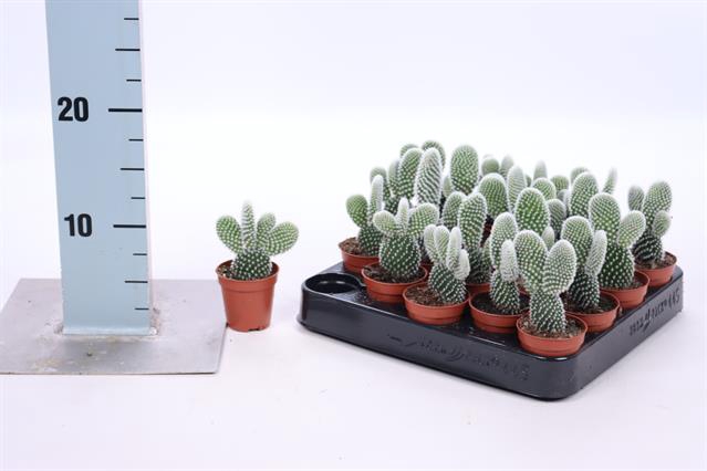 <h4>OPUNTIA</h4>