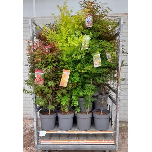 ACER PALMATUM