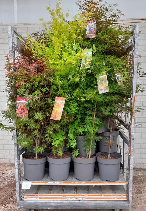 <h4>ACER PALMATUM</h4>