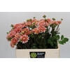 Dahlia Striped Nagano