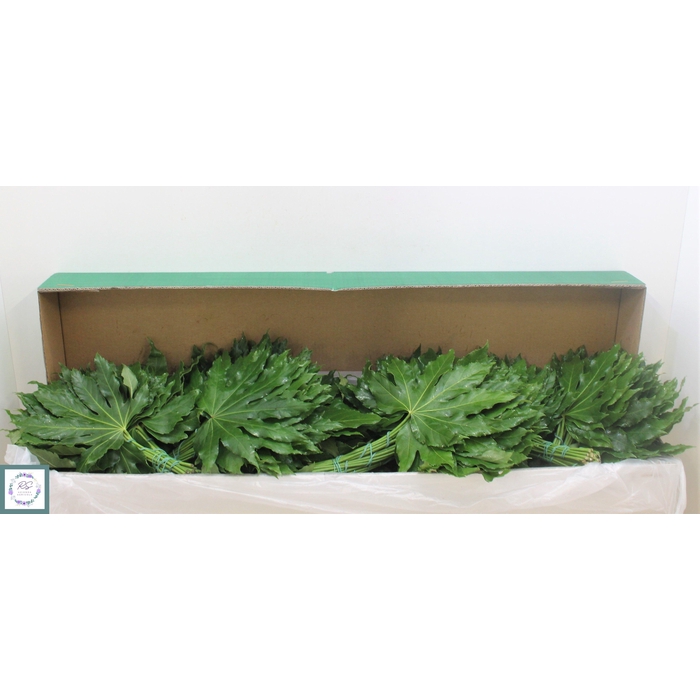 <h4>Fatsia Japonica Blad</h4>