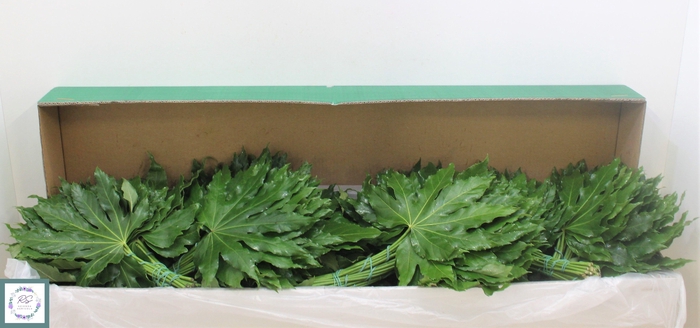 FATSIA JAPONICA BLAD