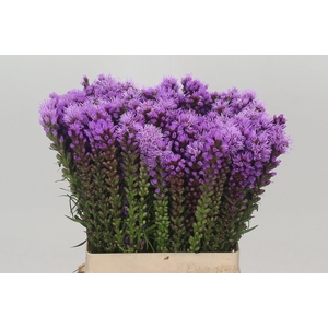 LIATRIS SPICATA