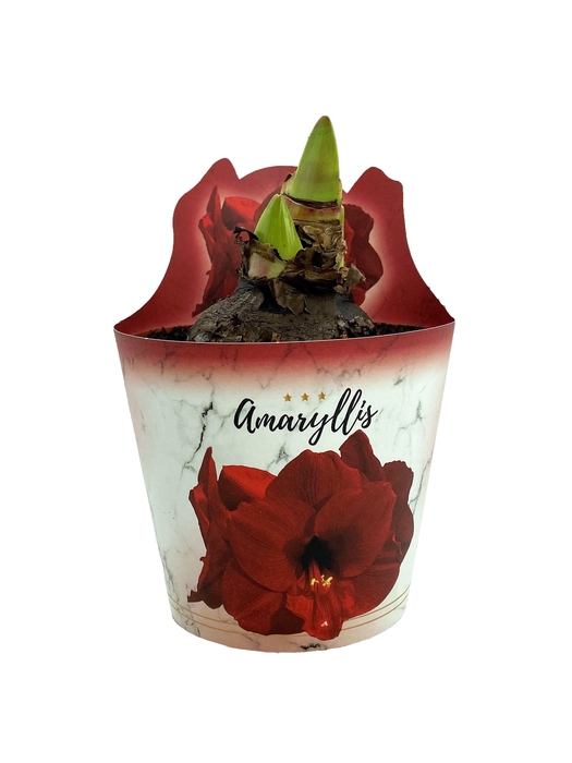 Hippeas Ov Rood In Potcover