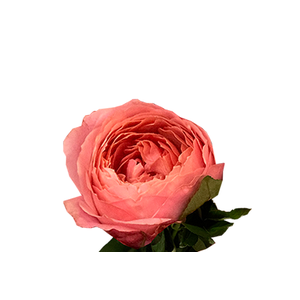 GARDEN ROMANTIC ANTIKE 040 CM