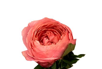 <h4>GARDEN ROMANTIC ANTIKE 040 CM</h4>