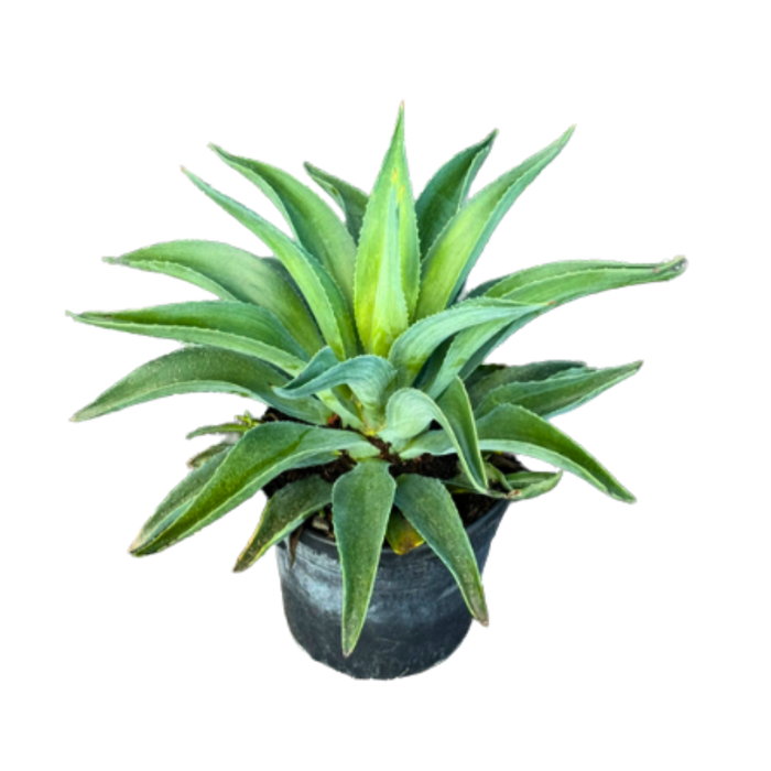 <h4>Agave overig</h4>