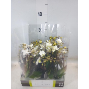 Phalaenopsis multi.   ...white