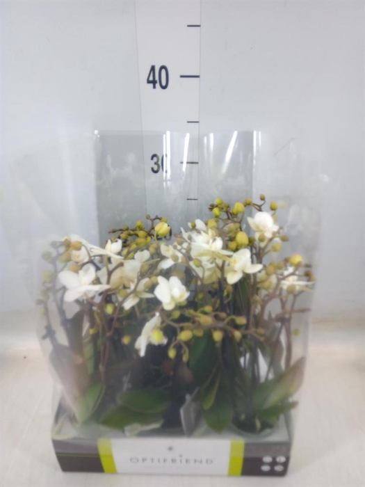 <h4>Phalaenopsis multi.   ...white</h4>