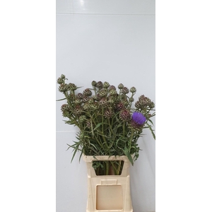 CYNARA CARDUNCULUS