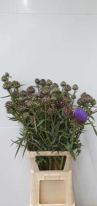 <h4>CYNARA CARDUNCULUS</h4>