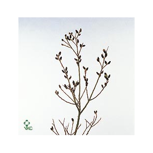 SALIX MELANOSTACHYS PER STEM 120CM