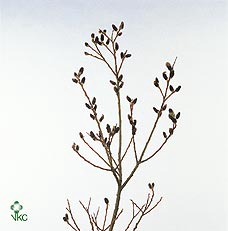 <h4>SALIX MELANOSTACHYS PER STEM 120CM</h4>