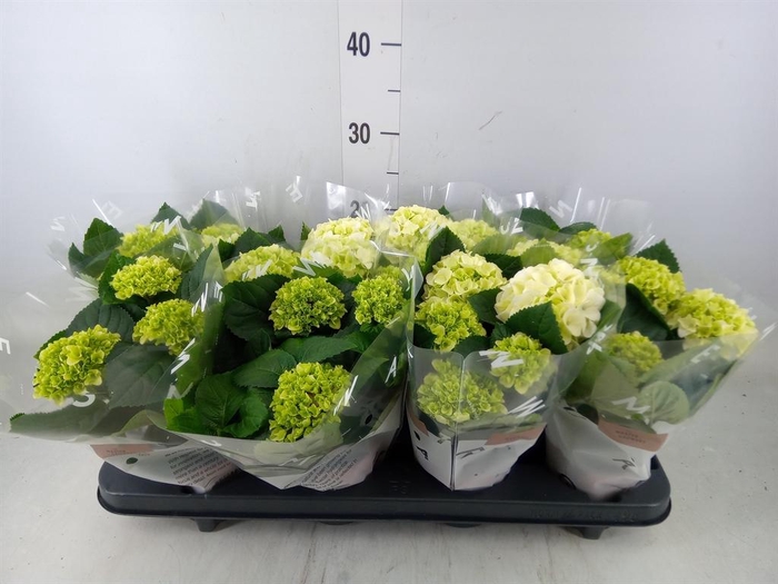 <h4>Hydrangea mac. 'Hi White Sun'</h4>