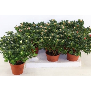 RHODO SI GEM