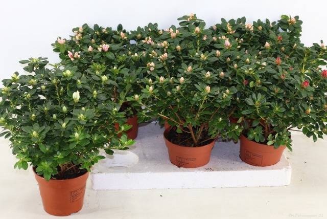 <h4>RHODO SI GEM</h4>