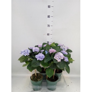 Hydrangea mac. 'Magical Revolution'