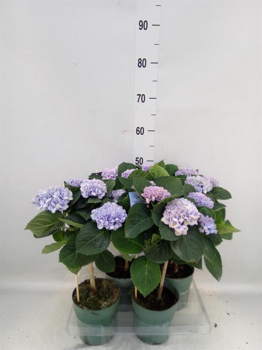 <h4>Hydrangea mac. 'Magical Revolution'</h4>