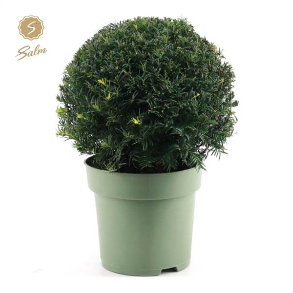 <h4>Taxus Collection Ball Ø32cm P24</h4>
