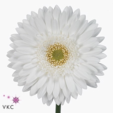 Gerbera diamond pole ice
