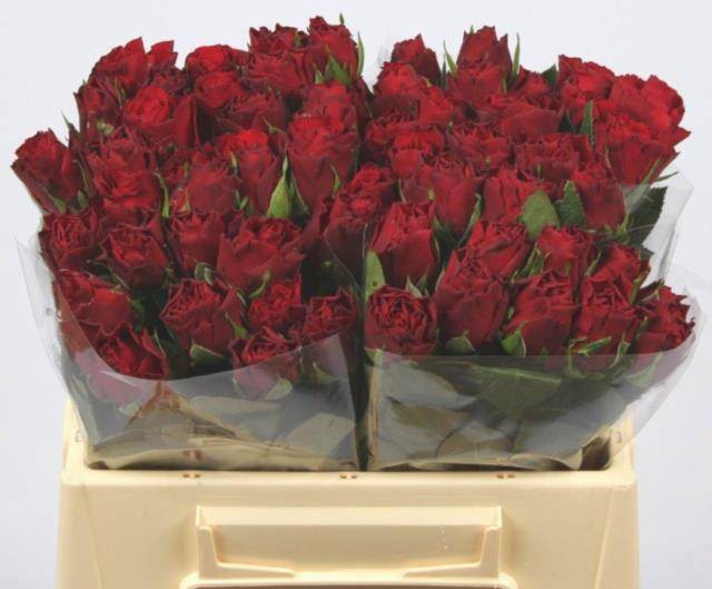 <h4>R GR UPPER CLASS</h4>