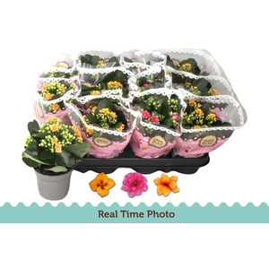 KAL GE GEM TWEEKL BL