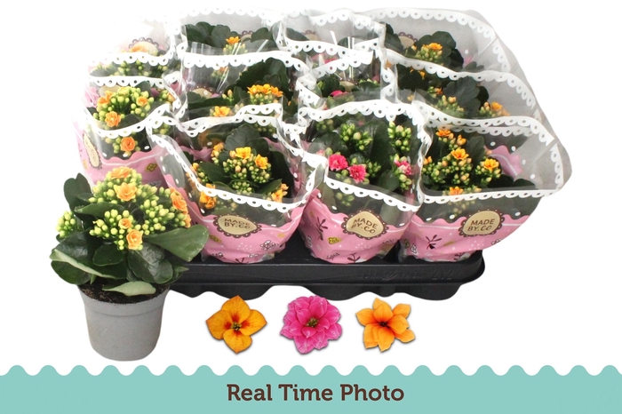 <h4>KAL GE GEM TWEEKL BL</h4>