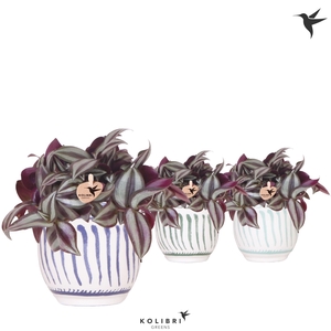 Kolibri Greens Tradescantia Zebrina in Granada pot blue mix