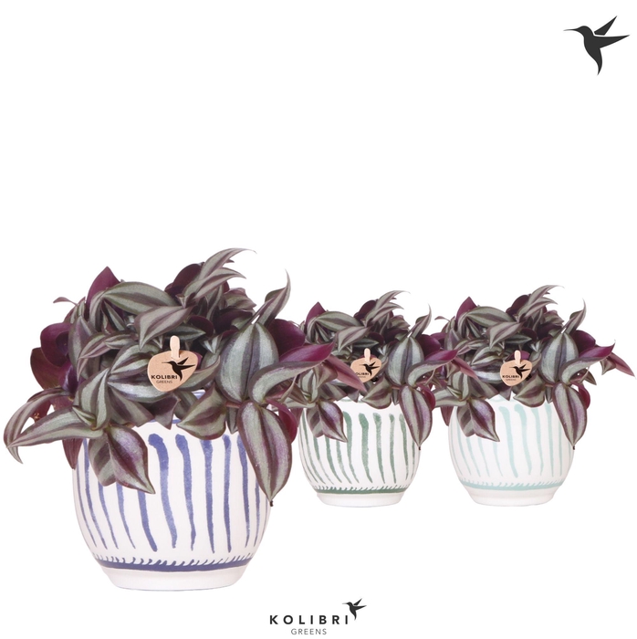 <h4>Kolibri Greens Tradescantia Zebrina in Granada pot blue mix</h4>