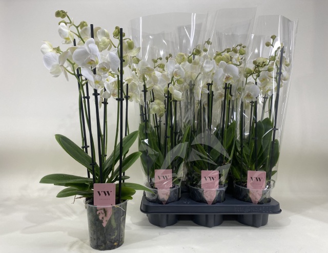 <h4>PHAL WHITE INVERNESS 6 TAK</h4>