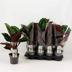 Calathea Medallion 14Ø 40cm